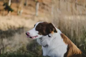Pyrenejský Horský Pes