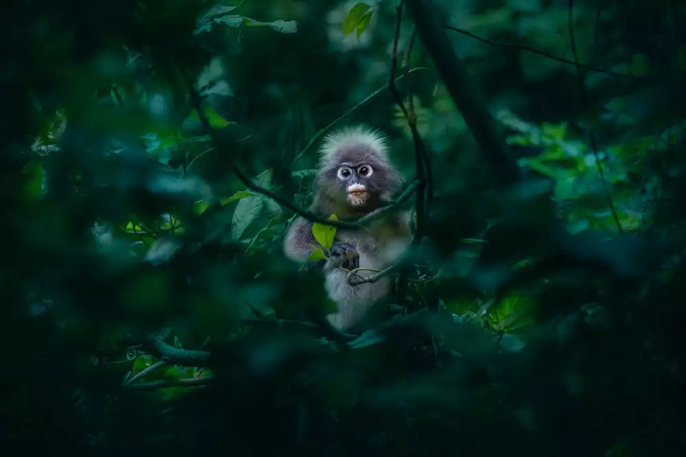 Monstera Monkey Mask