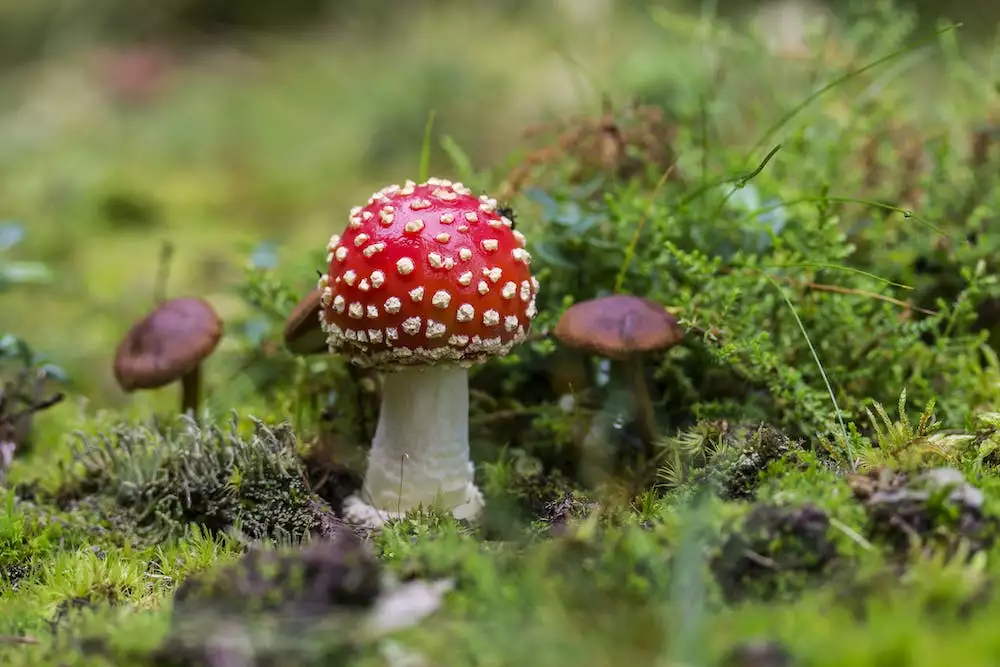 Muchomůrka