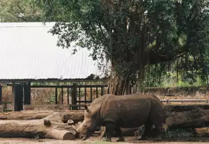 Zvířata V Zoo