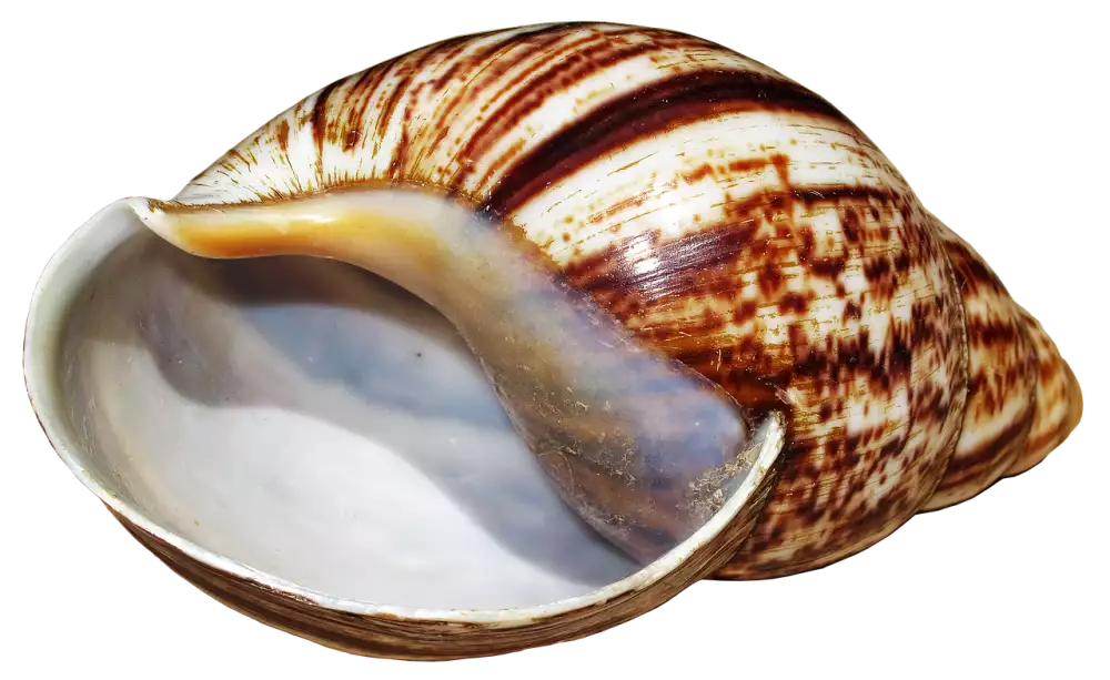 Achatina