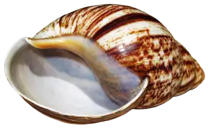Achatina