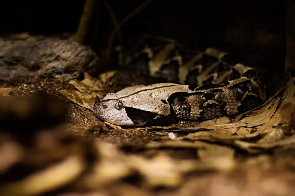Viper