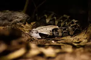 Viper