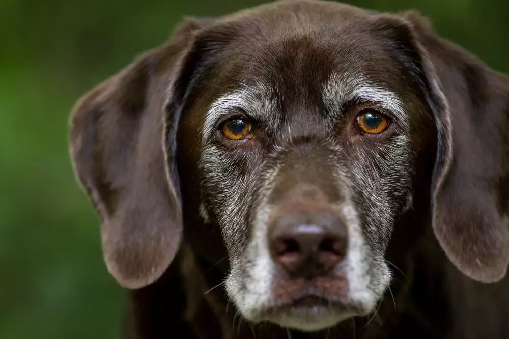 Labrador Štěně