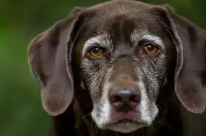 Labrador Štěně