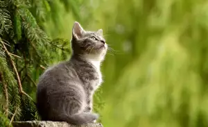 Cornish Rex