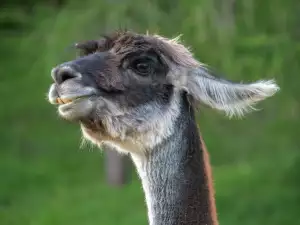 Lama Alpaka Prodej