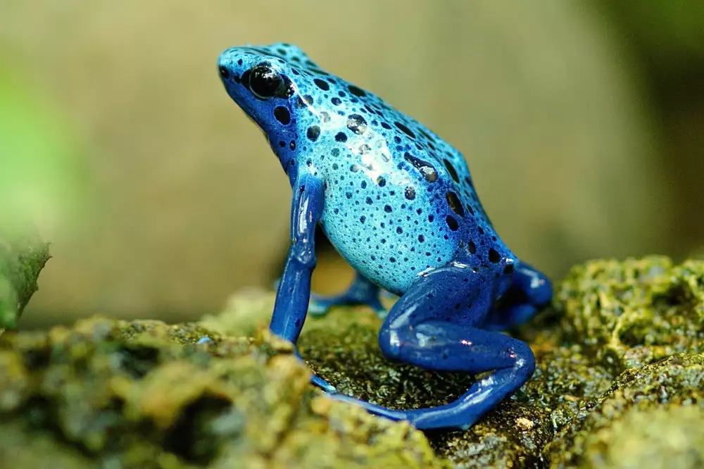 Terárium