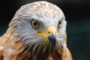 Káně