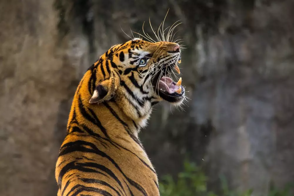 Zoo Dvůr Králové Nad Labem