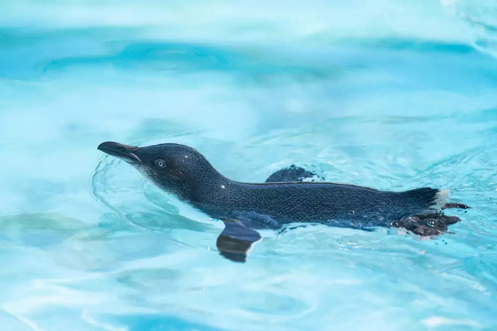 Pinguin