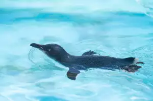 Pinguin