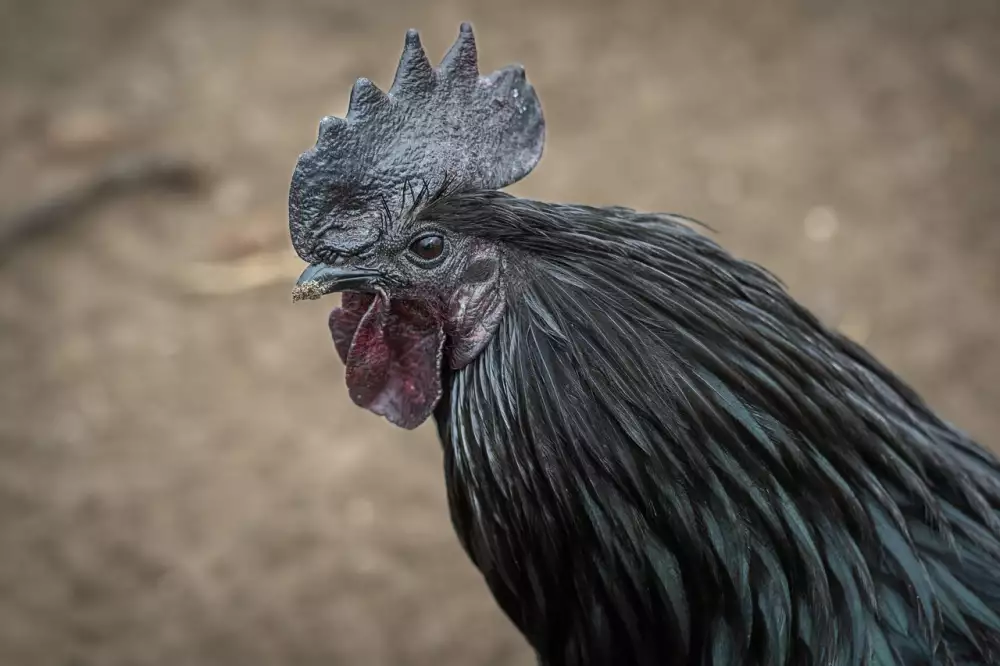 Ayam Cemani