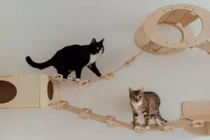Přepravka Pro Kočky