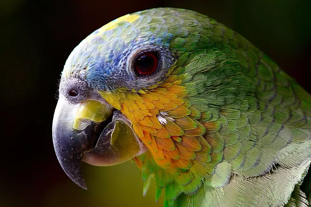 Ara Ararauna Cena