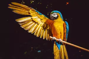 Papoušek Žako Cena