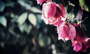 Bougainvillea