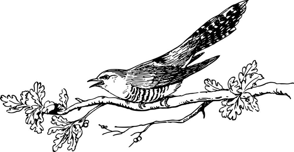 Kukačka Obecná