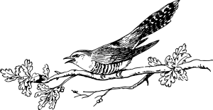 Kukačka Obecná