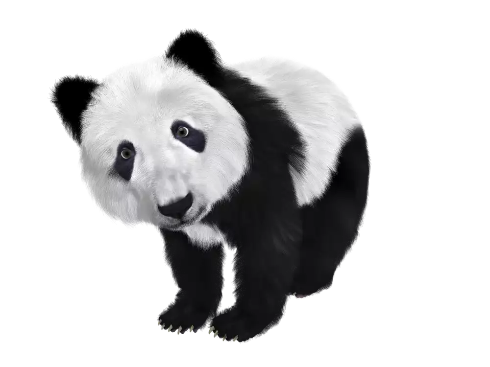 Panda České Budějovice