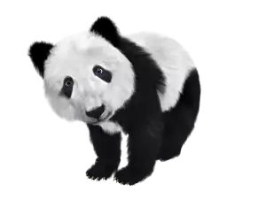 Panda České Budějovice