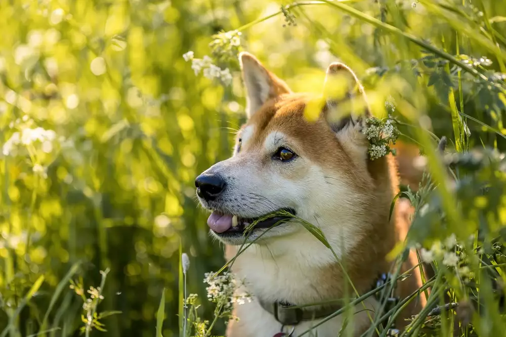 Shiba Inu Štěně