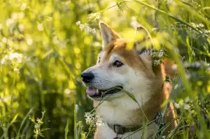 Shiba Inu Štěně