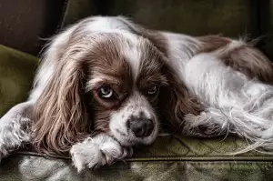 Cavalier King Charles Spaniel