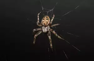 Pavouk Křižák