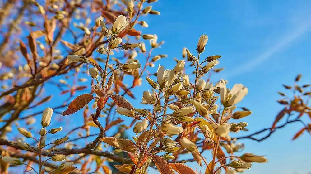 Amelanchier Lamarckii