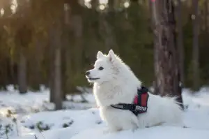 Samojed Prodej