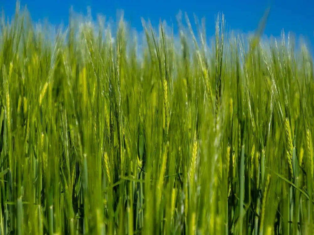 Osina