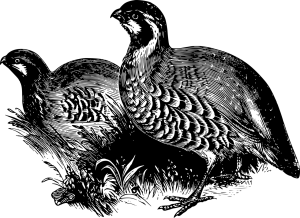 Koroptev Polní