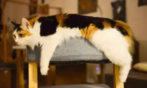 Egyptská Kočka